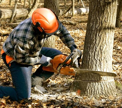 Tree Removal in Rochester, PA